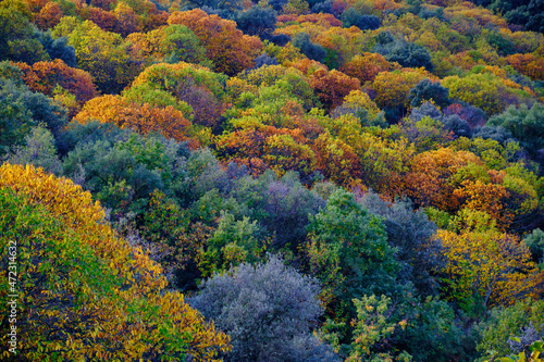 Obraz na płótnie colores del otoño w salonie
