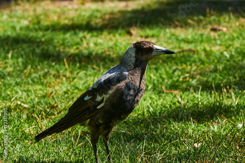 Magpies are birds of the Corvidae family. Like other members of their family, they are widely considered to be intelligent creatures. The Eurasian magpie, for instance, is thought to rank among the wo