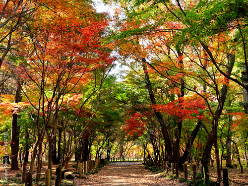 Autumn leaves path