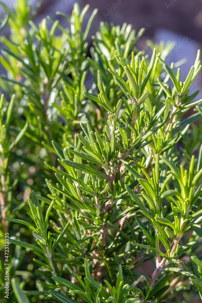 Rosemary grows in field. Vertical arrangement. Salvia rosmarinus. Topic - advertising background rosemary Rosemary grows in field. Vertical arrangement. Salvia rosmarinus. Topic - advertising background rosemary