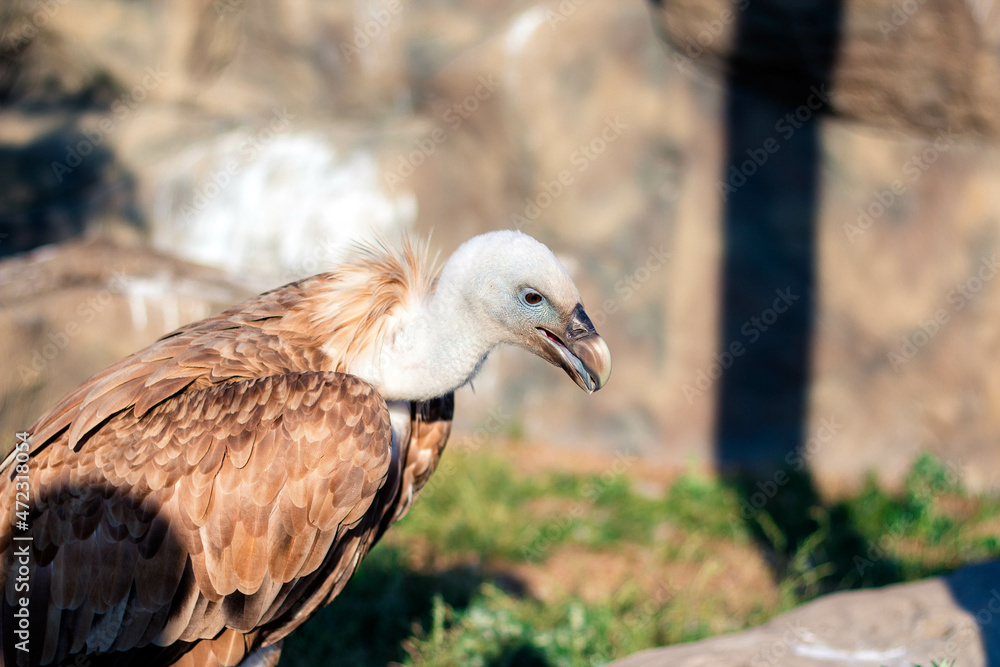 griffon vulture sits on the grass against the backdrop of mountains. griffon vulture sits on the grass against the backdrop of mountains.