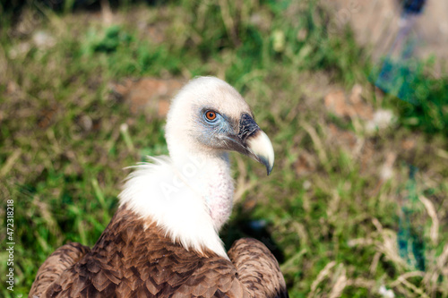 Griffon Vulture  Gyps fulvus portrait.