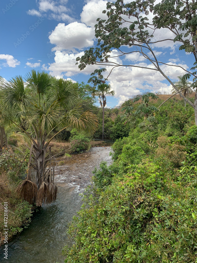Fototapeta premium river in the jungle
