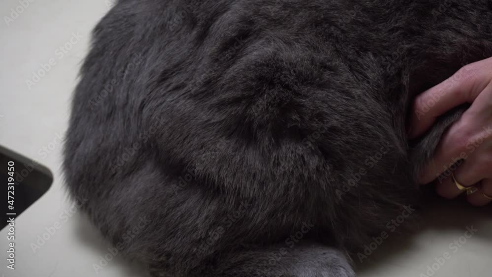 A shot of a vaccine in a cat's thigh. Pet care at veterinarian. Vaccinations for pets in a veterinary clinic. A shot of a vaccine in a cat's thigh. Pet care at veterinarian. Vaccinations for pets in a veterinary clinic.