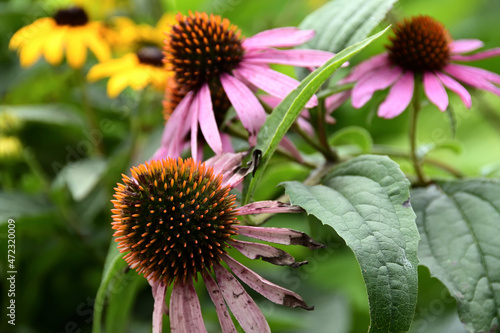 Fotografija Close-up of Echinacea purpurea with a large spheroidal red-brown core and fading petals, cloudy summer evening