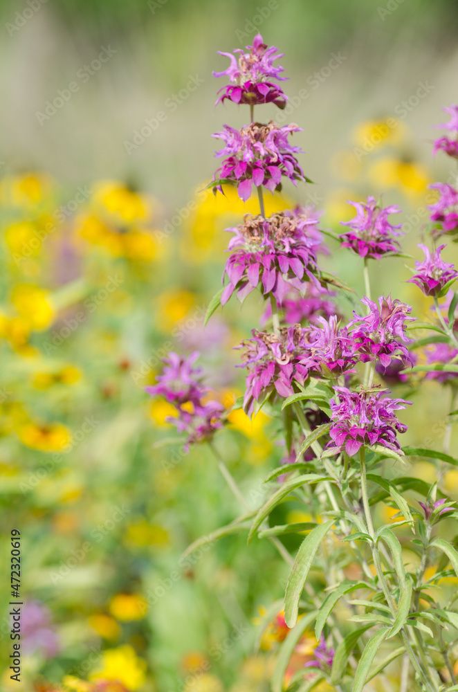 Obraz premium Pink horsemint blooms in front of a field of yellow rudbeckia.
