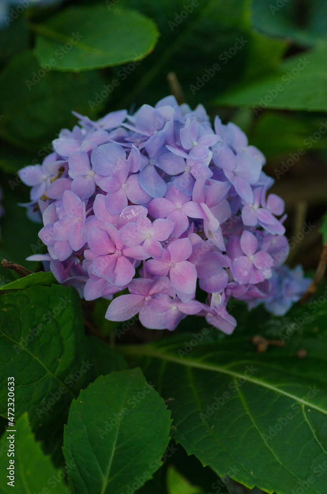 Hydrangea growing in the shade. Hydrangea growing in the shade.