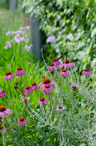 Fototapeta Naklejka Na Ścianę i Meble -  Echinacea growing in a perennial border.