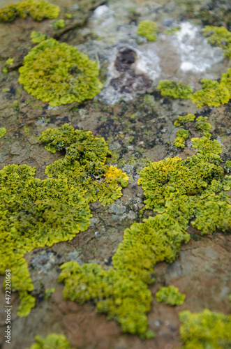 Green lichen growing on a rock.