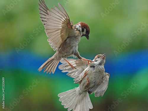 鳥, フライング, フライト, 羽, 空, 羽ばたき, 野生生物, 自然, 動物, 浮遊感, 瞬間, 仲間, 黒, 猛禽, くちばし, 捕食者, ウィルト, 羽根, 餌, 青, 緑,ブルー