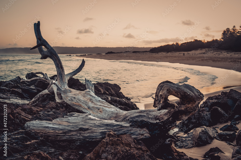 Fototapeta premium Driftwood pile on beach