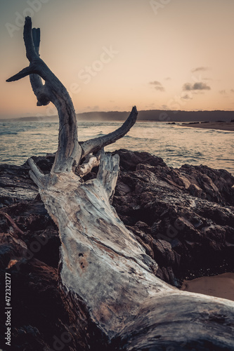 Driftwood pile on beach