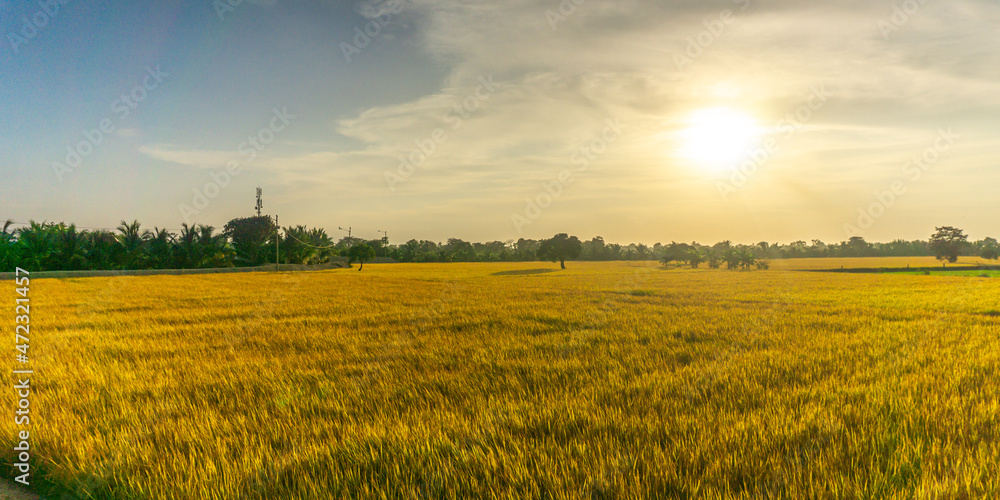 Rice field at sunset