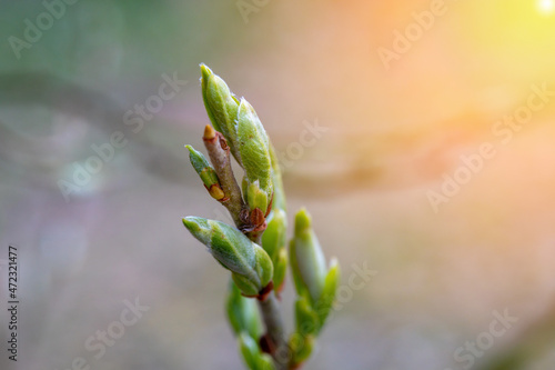 Unblown buds on trees macro flare effect. Bare young tree branches in spring in the garden close-up on a blurred background