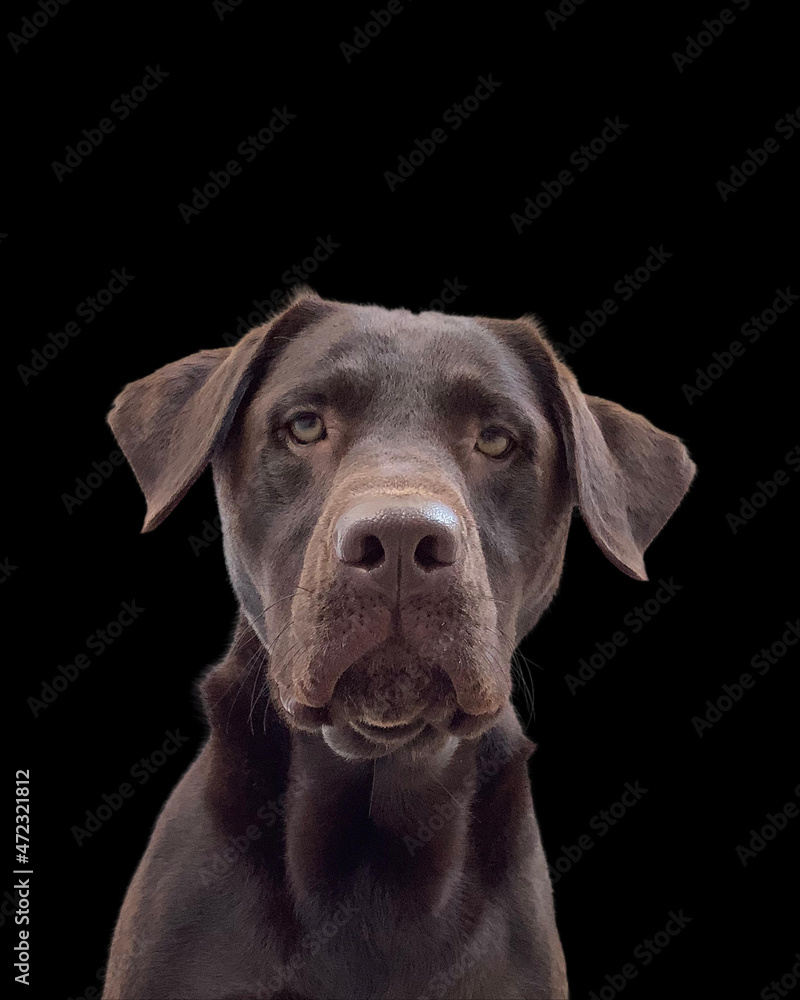 my chocolate lab my chocolate lab