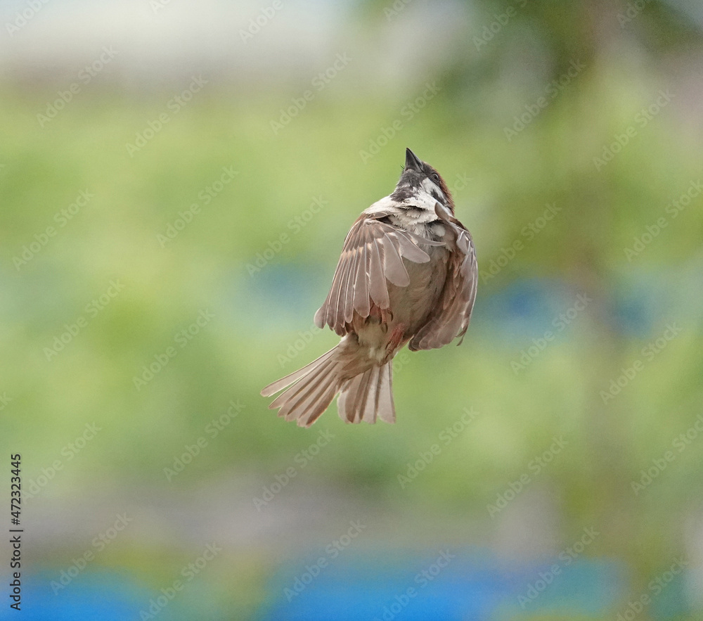 Fototapeta premium 羽ばたく雀