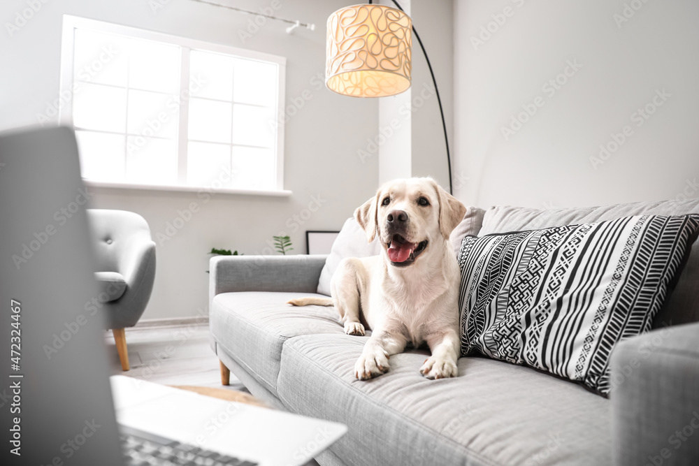 Cute Labrador dog lying on sofa in light living room Stock Photo ...