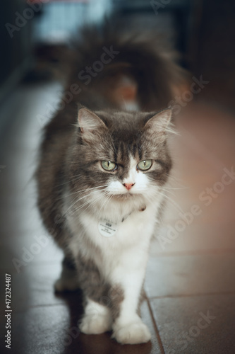 Obraz na plátně The Cymric cat stock photo.