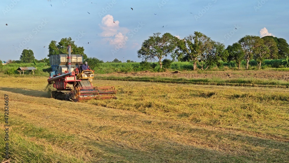 Fototapeta premium Combine harvester harvests ripe rice in the field.