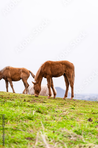 White and brown horses at the grass field with mountain landscape view