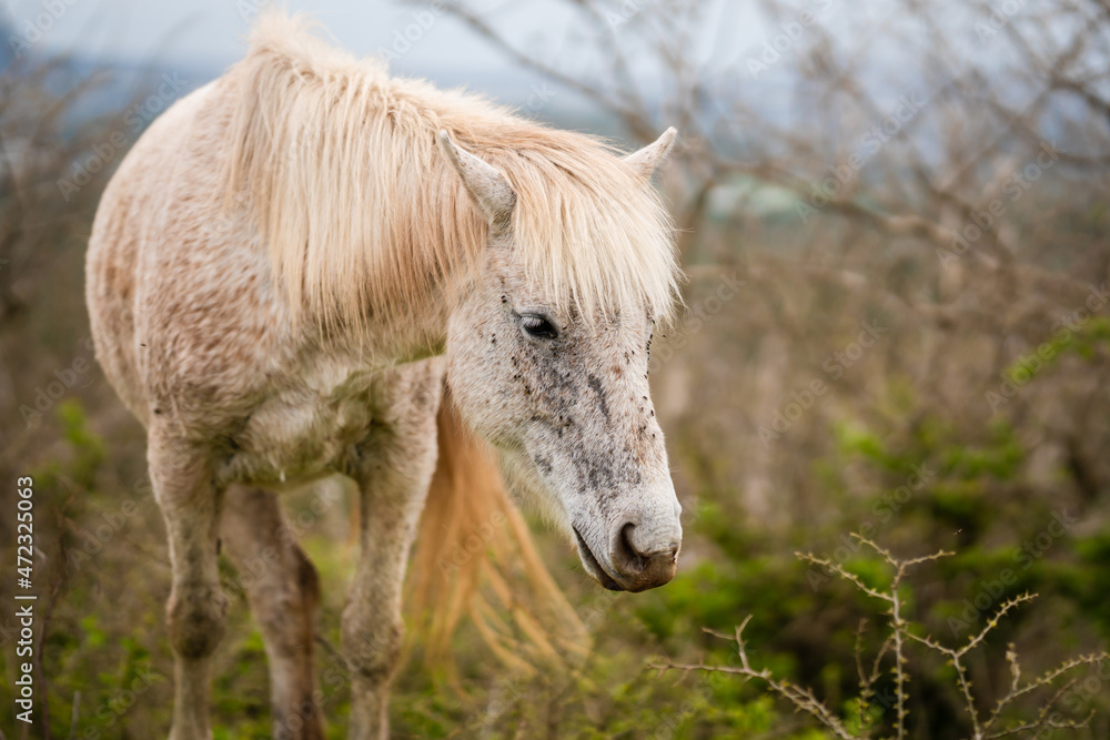 Close up image of White horse face head with flies in the meadow Close up image of White horse face head with flies in the meadow