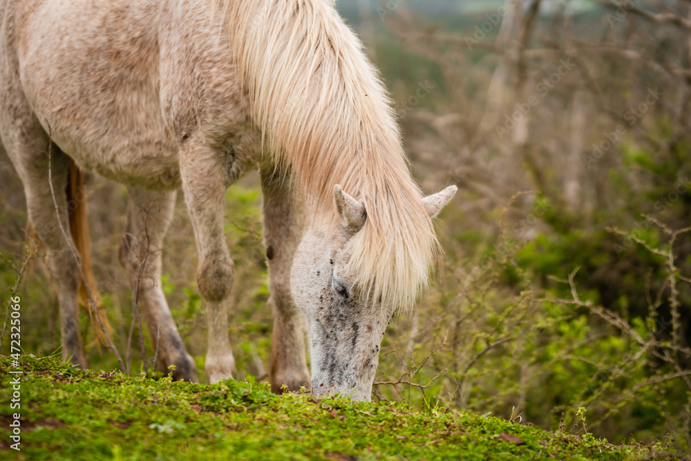 Close up image of white horse eating grass at the meadow