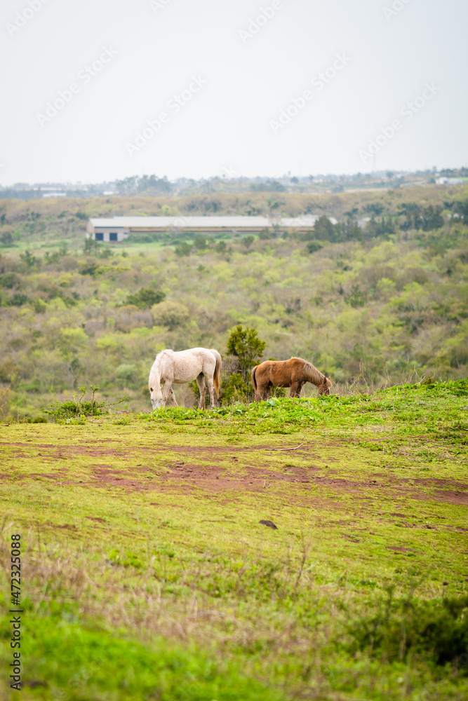 White and brown horses at the grass field with mountain landscape view