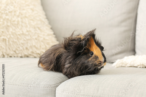 Cute guinea pig sitting on sofa