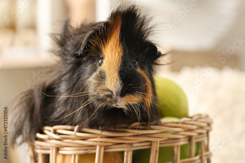 Cute guinea pig in wicker basket with apples on blurred background photo