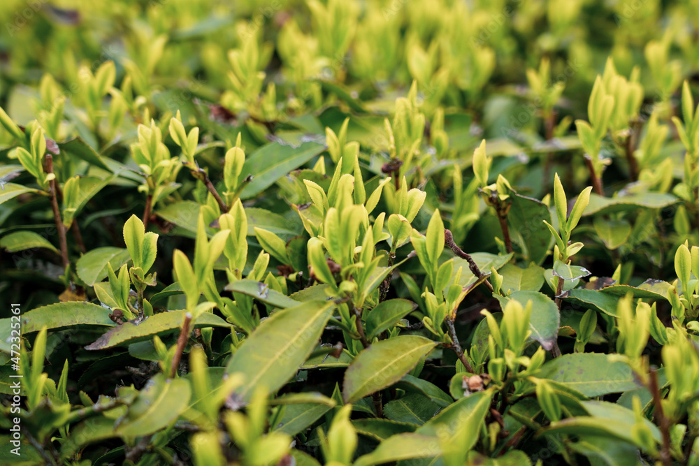Close up shot of fresh growing green tea leaves at the field Close up shot of fresh growing green tea leaves at the field
