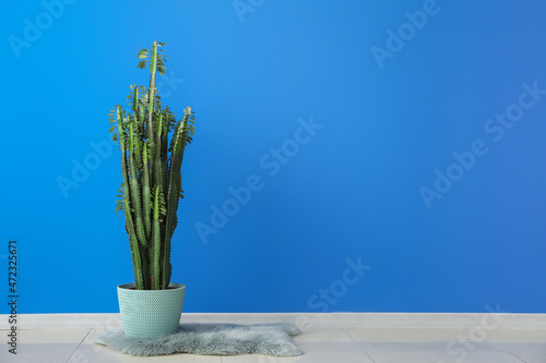 Green cactus and fluffy rug near blue wall