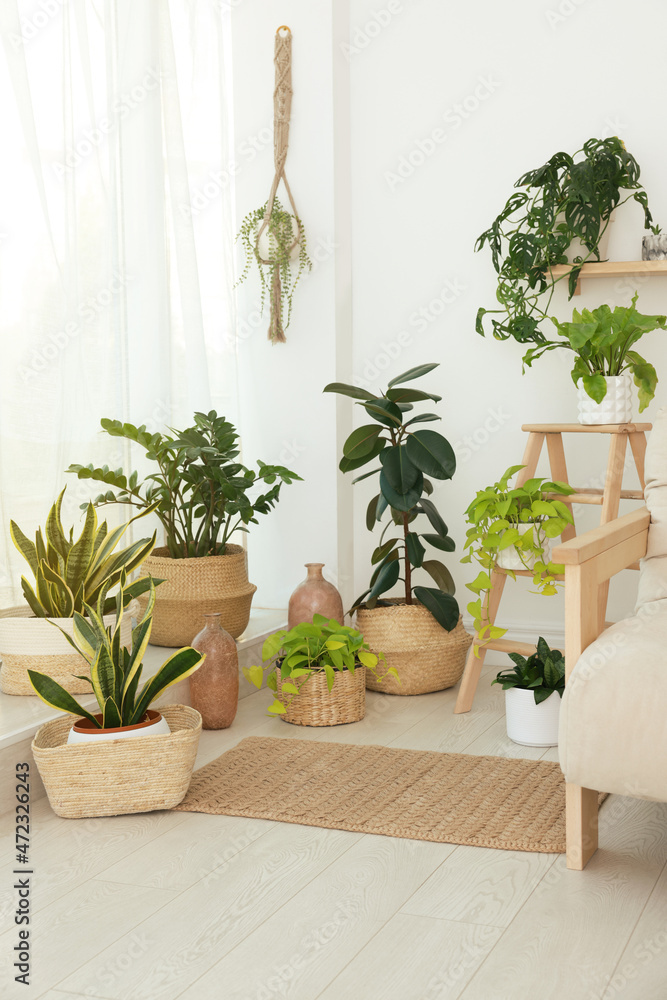 Fototapeta premium Many beautiful houseplants in light room. Interior design