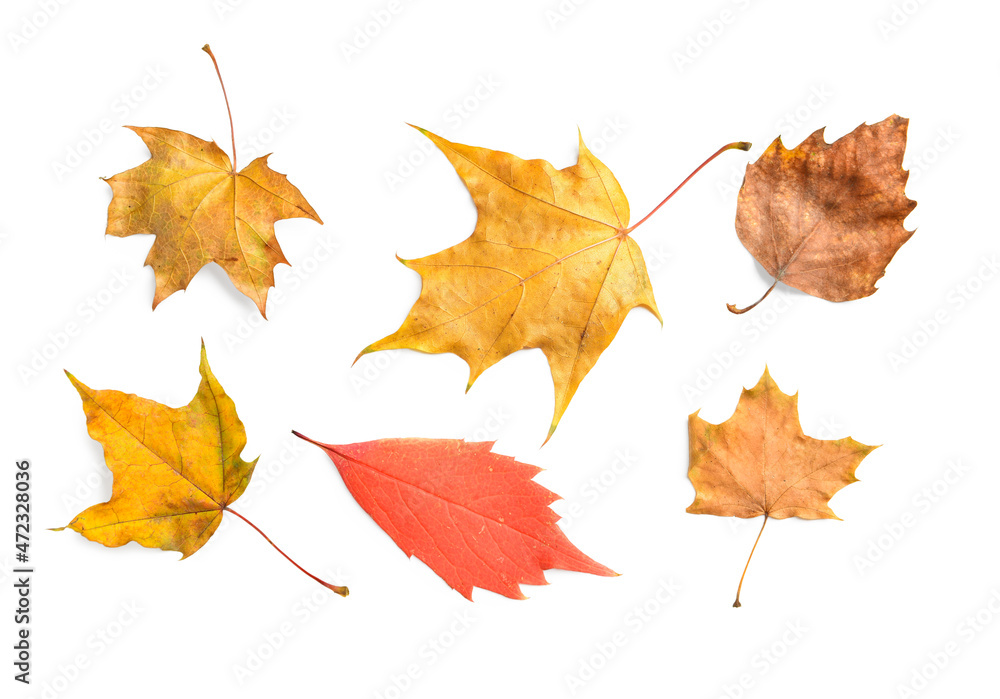 Fototapeta premium Different autumn leaves on white background