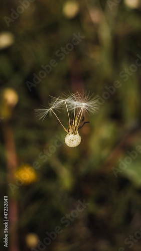 spider web with dew drops