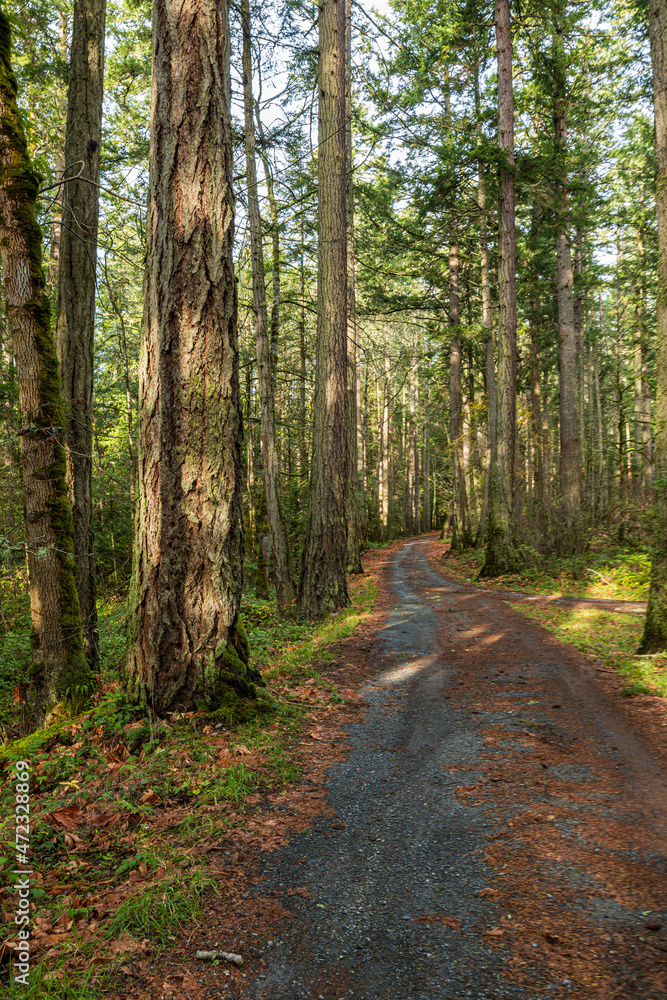 paved road in the forest covered with wet fall leaves. paved road in the forest covered with wet fall leaves.
