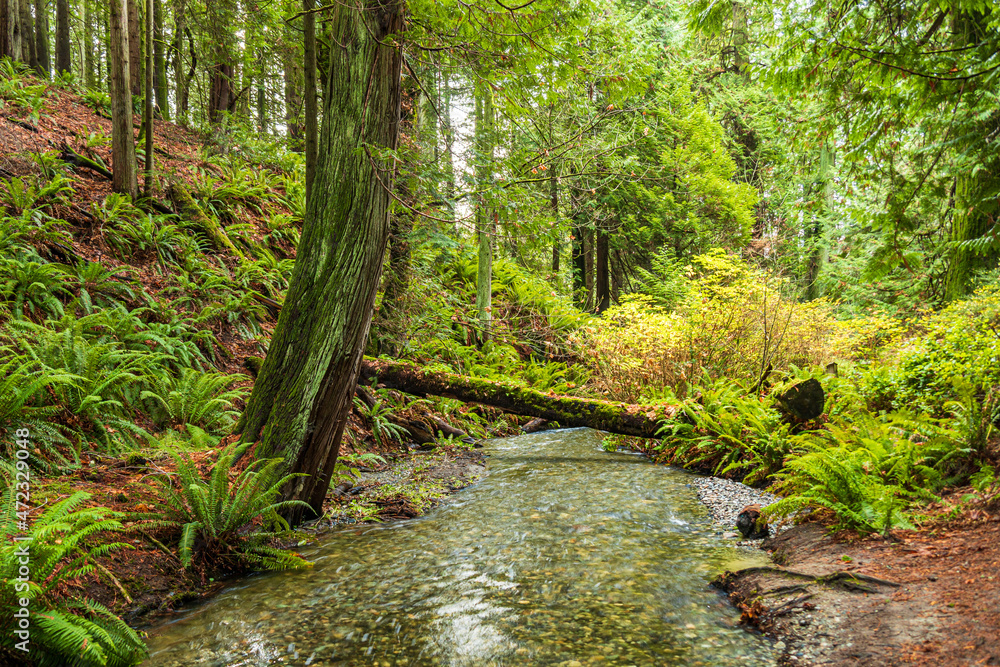 Obraz premium beautiful stream run through the moss covered down tree trunk in the park