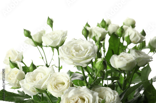 Beautiful blooming bush roses on white background  closeup