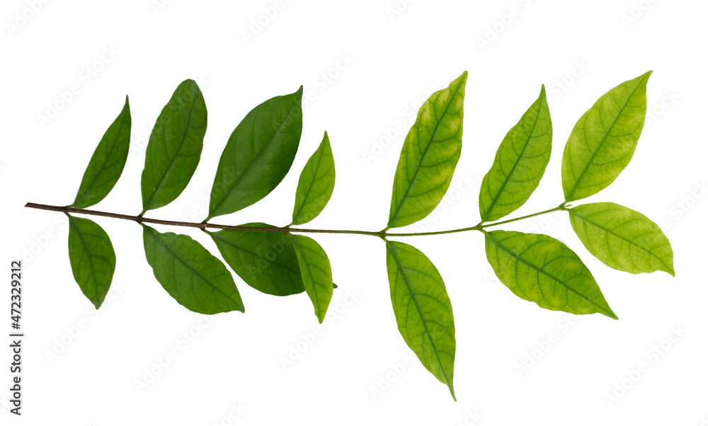 tropical leaf isolated on white background tropical leaf isolated on white background