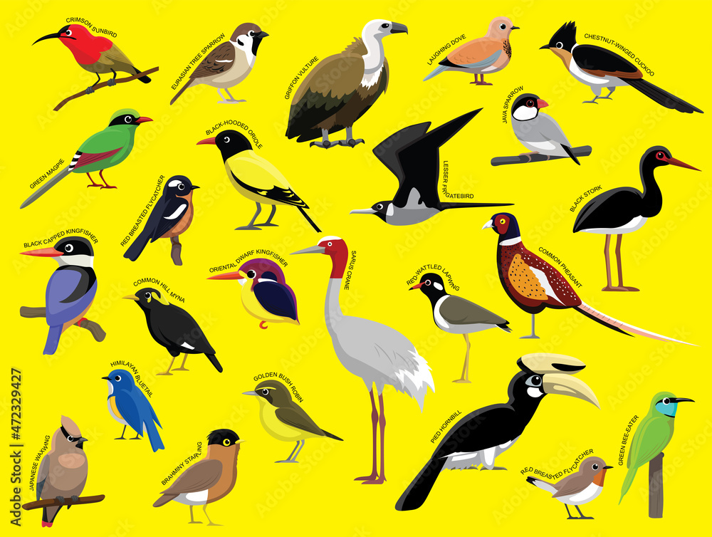 Fototapeta premium Asian Birds with Name Cartoon Character Set 1