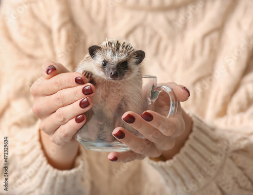 Woman holding cute hedgehog...
