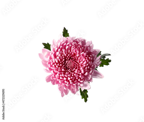 Fototapeta Naklejka Na Ścianę i Meble -  Beautiful pink chrysanthemum flower on white background