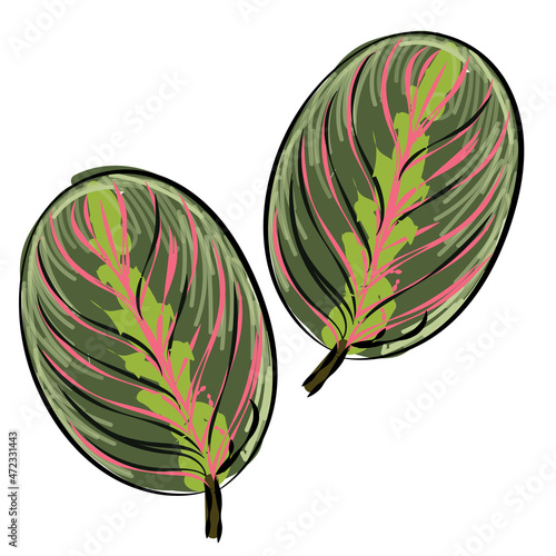 Maranta leuconeura prayer plant hand drawing green color sketch illustration