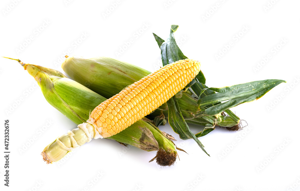corn in studio