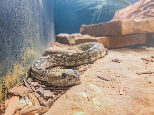 Close up shot of a Crotalus catalinensis snake photo