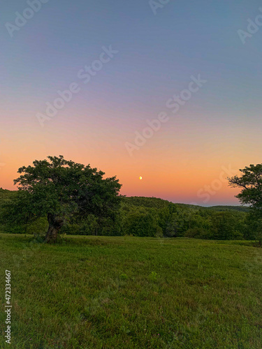 Sunset with Apple Tree