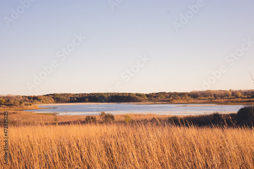 Golden reeds before water in nature preserve in western Wisconsin. Surreal and calming thoughts. 