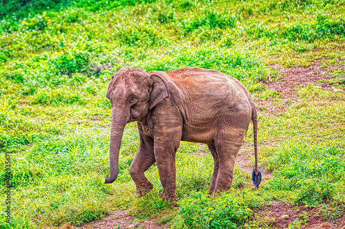 The Asian elephant