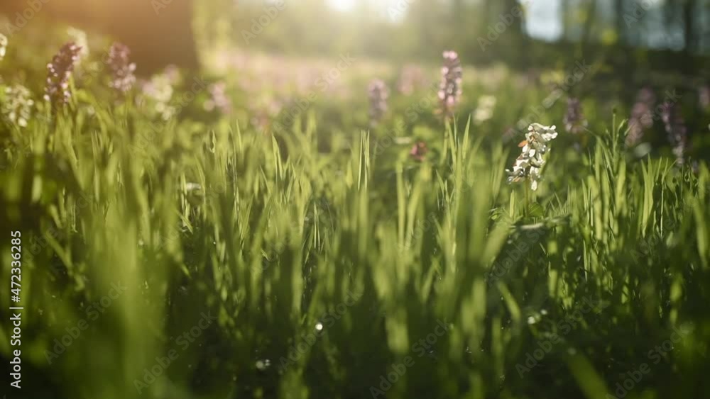 Close up focused view of green grass and flowers in bloom. Summertime bloom Close up focused view of green grass and flowers in bloom. Summertime bloom