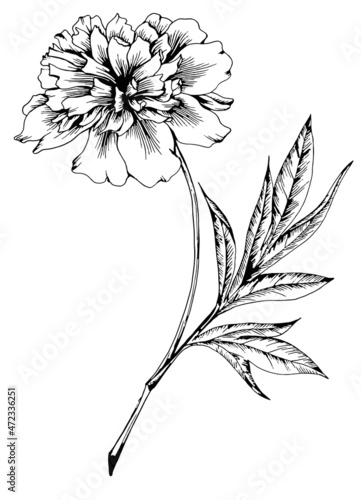 

The peony is isolated. Vector sketch illustration

