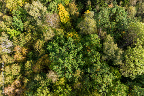 Aerial view of mixed green forest in flight, forest landscape from above